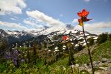 Mt. Rainier v květech.